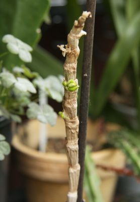 Dendrobium victoria-reginae