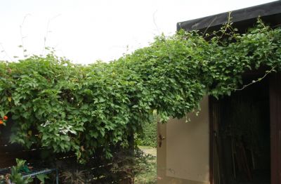 Japanischer Schlingknöterich (Fallopia baldschuanica)