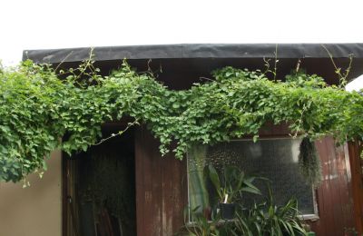 Japanischer Schlingknöterich (Fallopia baldschuanica)