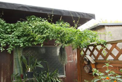Japanischer Schlingknöterich (Fallopia baldschuanica)