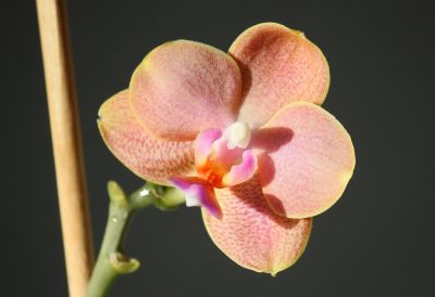 Phalaenopsis Mini-Hybride orange