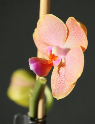 Phalaenopsis Mini-Hybride orange