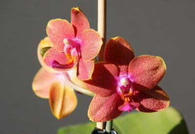 Phalaenopsis Mini-Hybride orange/rot