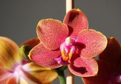 Phalaenopsis Mini-Hybride orange/rot