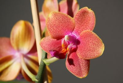Phalaenopsis Mini-Hybride orange/rot