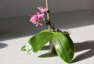 Phalaenopsis speciosa x violacea 'Dark red Wu'