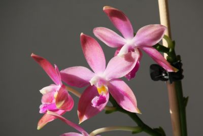 Phalaenopsis speciosa x violacea 'Dark red Wu'
