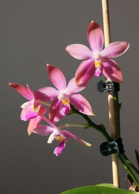 Phalaenopsis speciosa x violacea 'Dark red Wu'