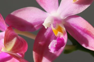Phalaenopsis speciosa x violacea 'Dark red Wu'