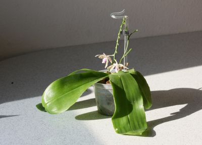 Phalaenopsis tetraspis x mariae