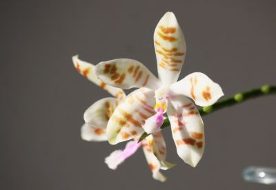 Phalaenopsis tetraspis x mariae