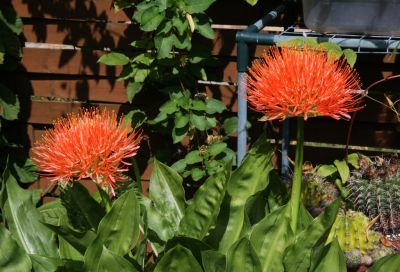 Blutblume (Scadoxus multiflorus)
