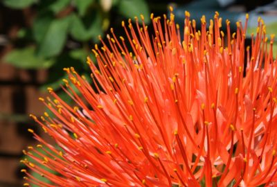 Blutblume (Scadoxus multiflorus)