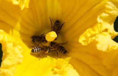 Bienen an Kürbisblüte