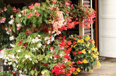 Knollenbegonien (Begonia × tuberhybrida)