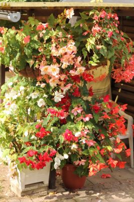 Knollenbegonien (Begonia × tuberhybrida)