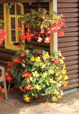 Knollenbegonien (Begonia × tuberhybrida)