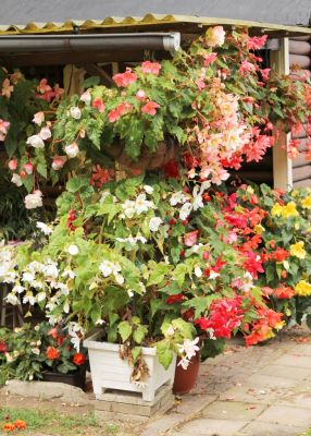 Knollenbegonien (Begonia × tuberhybrida)