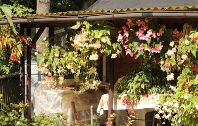 Knollenbegonien (Begonia × tuberhybrida)