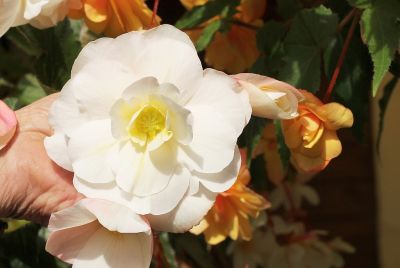 Knollenbegonien (Begonia × tuberhybrida)