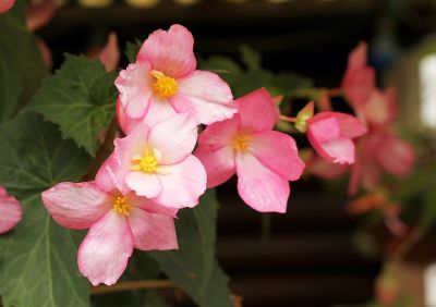 Knollenbegonien (Begonia × tuberhybrida)