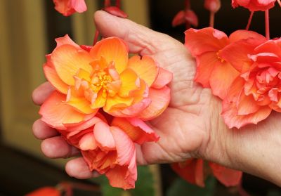 Knollenbegonien (Begonia × tuberhybrida)