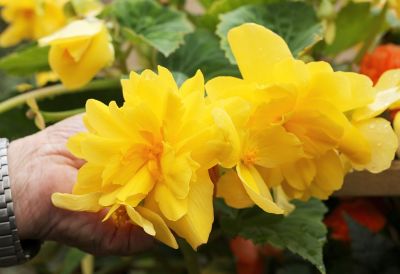 Knollenbegonien (Begonia × tuberhybrida)