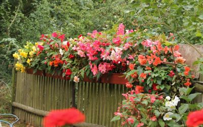 Knollenbegonien (Begonia × tuberhybrida)