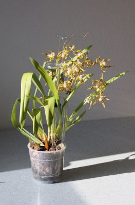 Odontoglossum cristatellum