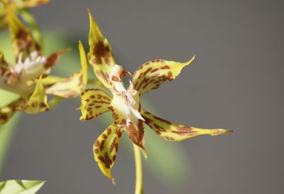 Odontoglossum cristatellum