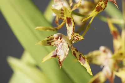 Odontoglossum cristatellum