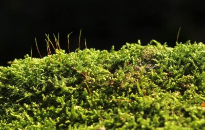 Männlein im Walde