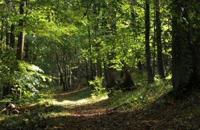 Waldspaziergang