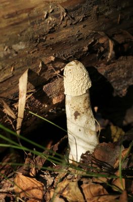 Gemeine Stinkmorchel (Phallus impudicus)