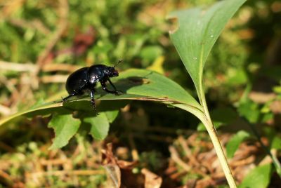 Waldmistkäfer (Anoplotrupes stercorosus)