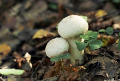 Flaschenbovist (Lycoperdon perlatumm)