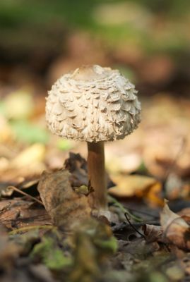 Parasol (Macrolepiota procera)