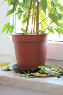 Blattfall beim Ficus