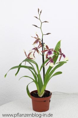 Beallara Eurostar