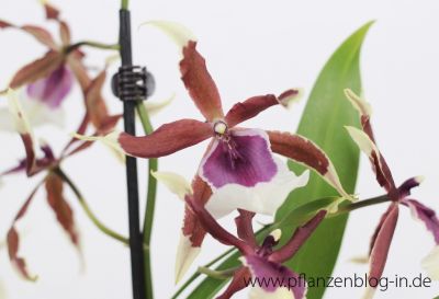 Beallara Eurostar