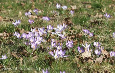 Krokusse (Crocus)