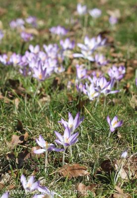 Krokusse (Crocus)