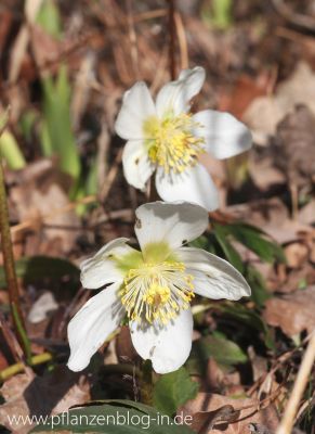 Christrose (Helleborus niger)