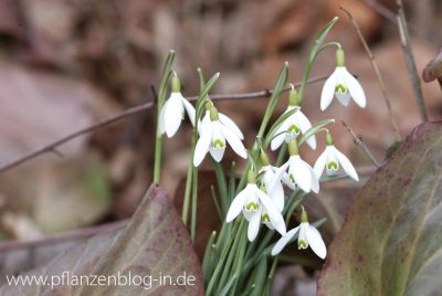 Schneeglöckchen (Galanthus)