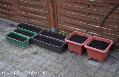Blumenzwiebeln eingetopft