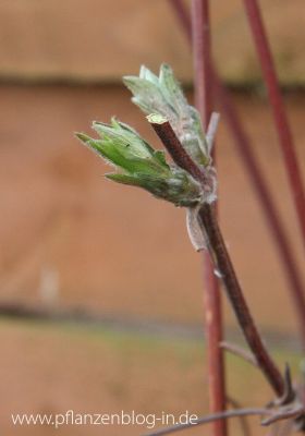 Erste Triebe der Clematis