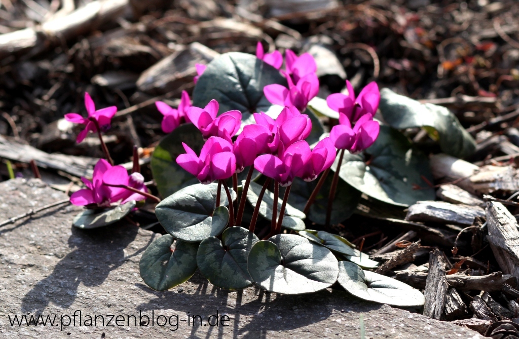 Orchideenschau Botanischer Garten Leipzig 2014 Majas Pflanzenblog