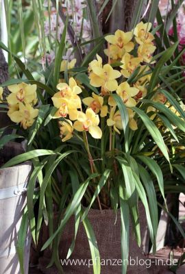 Cymbidium Hybride