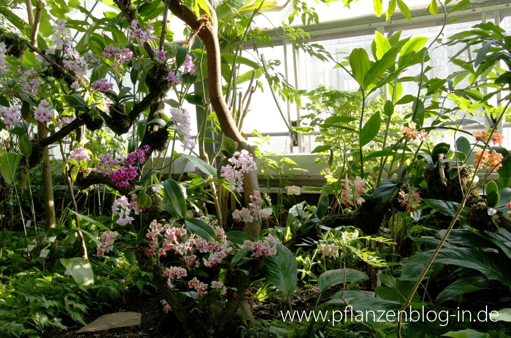 Orchideenschau Botanischer Garten Leipzig 2014 » Majas Pflanzenblog