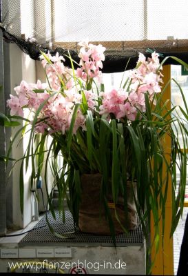 Cymbidium Hybride